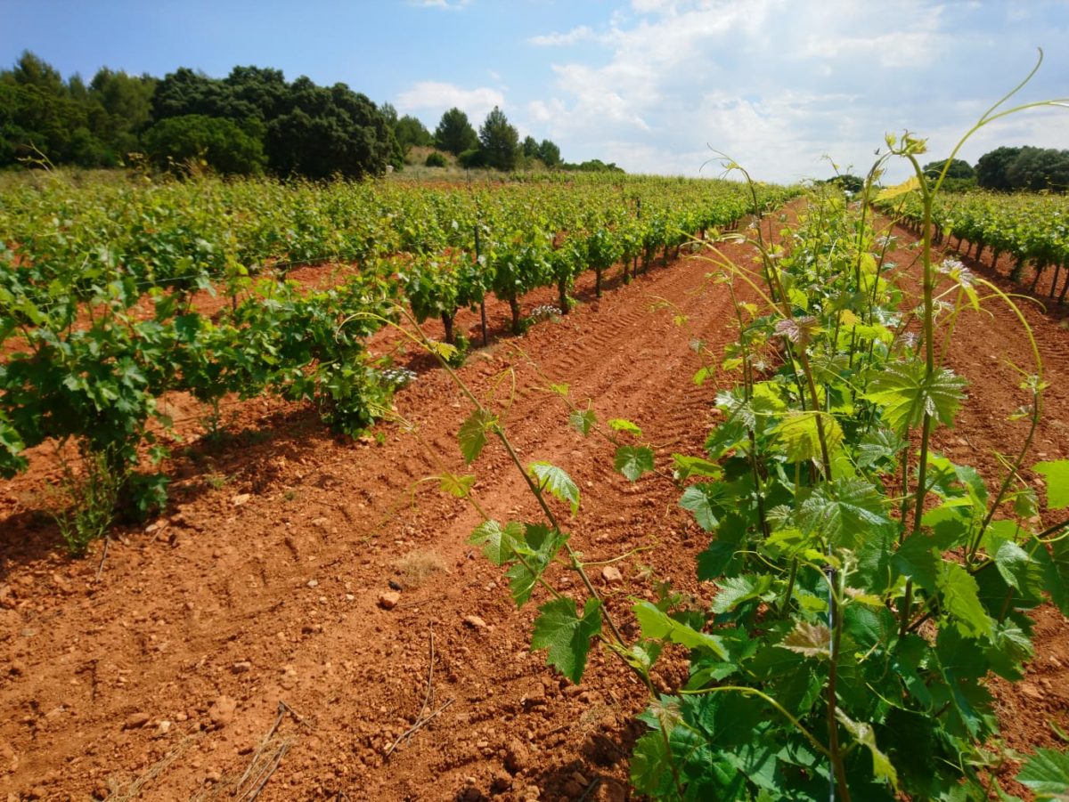 Bodegas y Denominaciones de Origen comparten la decisión del Parlamento Europeo de pedir más apoyo de la Comisión para el sector vitivinícola