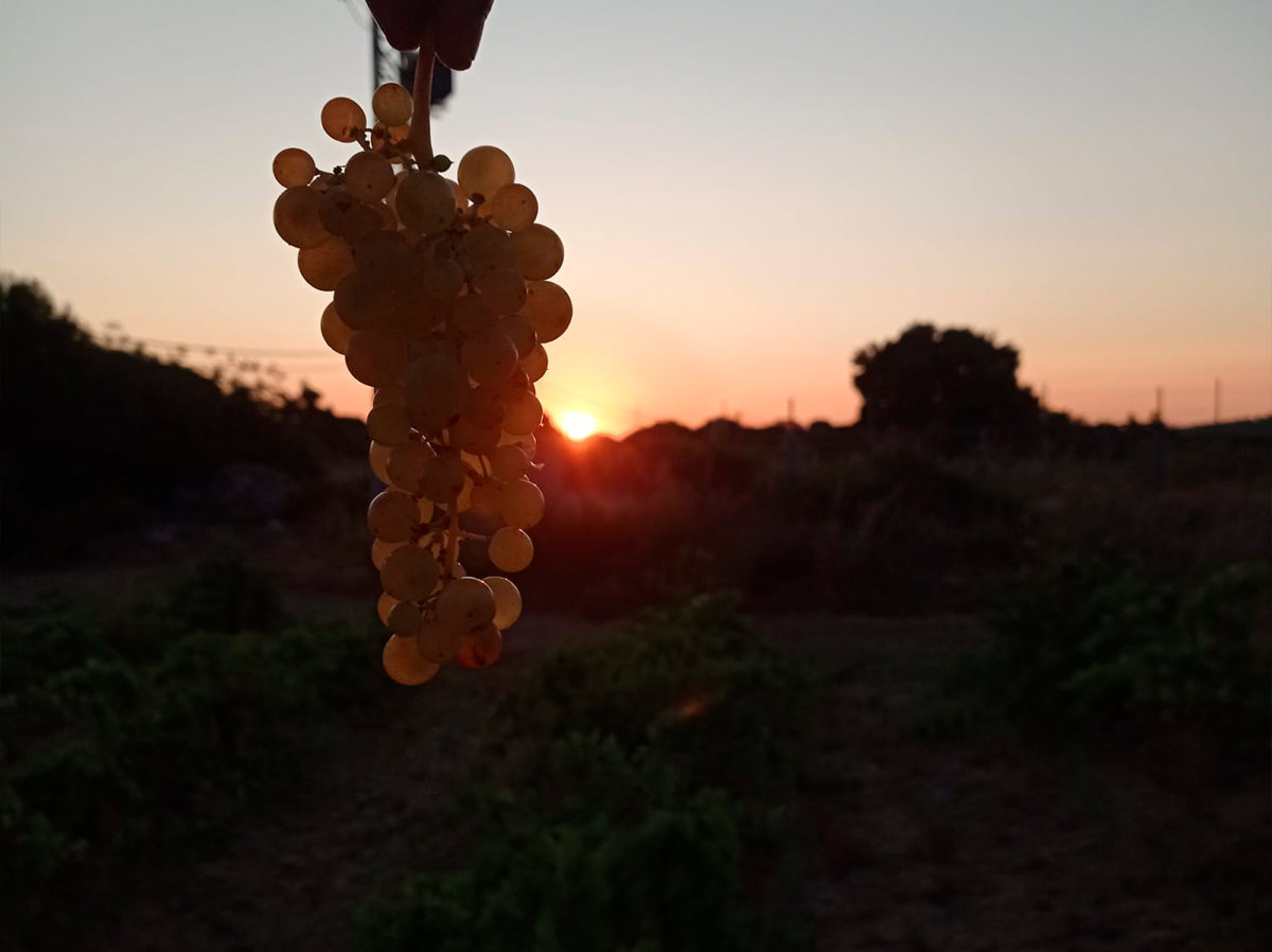 Vendimia en Las Moradas de San Martín de Valdeiglesias