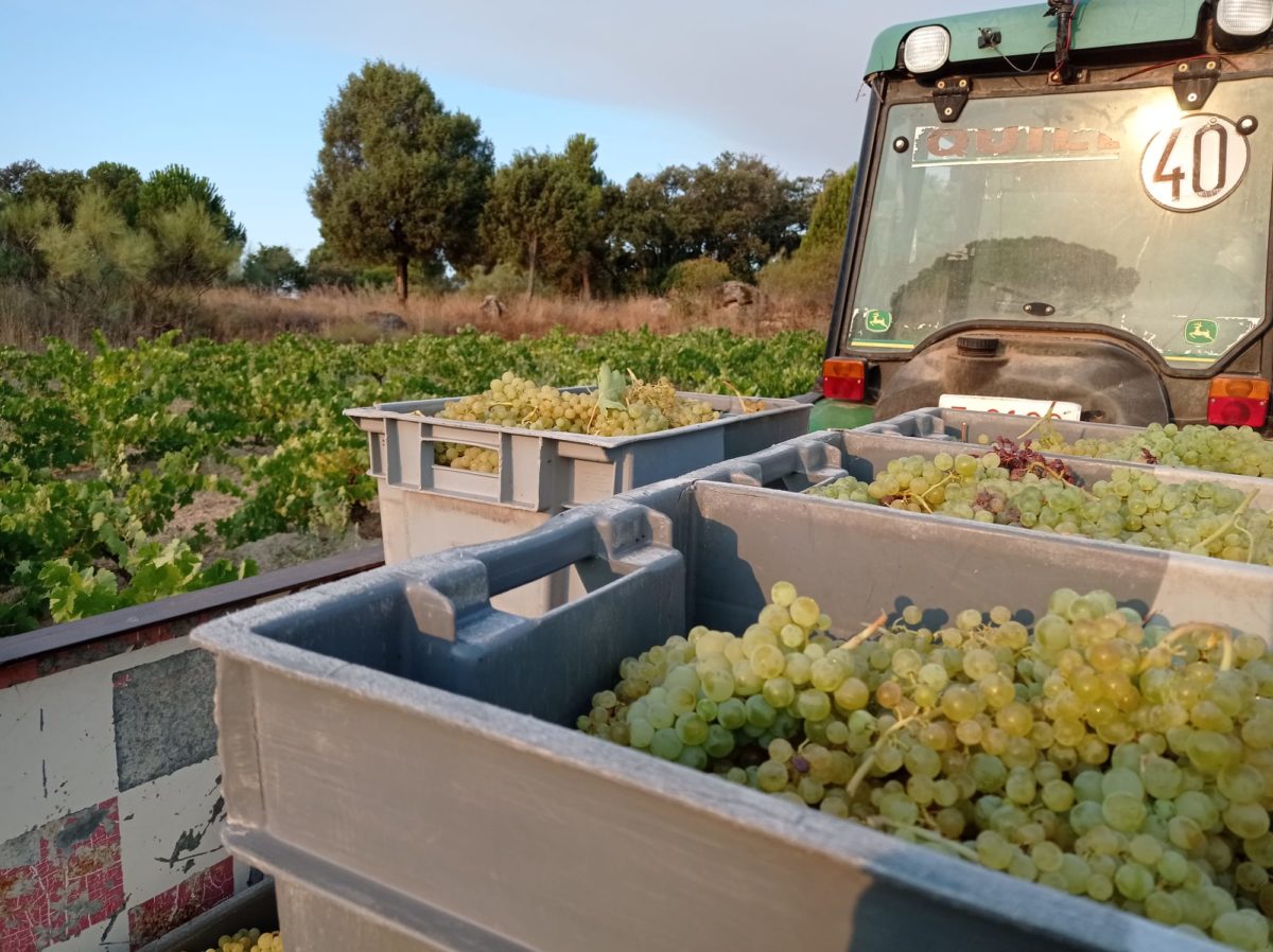Vendimia 2025 en la bodega Las Moradas de San Martín